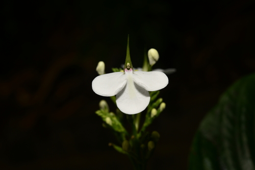 Rhinacanthus calcaratus