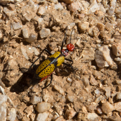 Tegrodera aloga