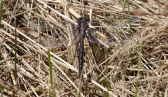 Phanogomphus lividus