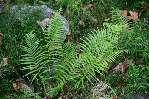 Pseudocyclosorus falcilobus
