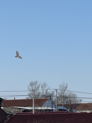 Upland Buzzard