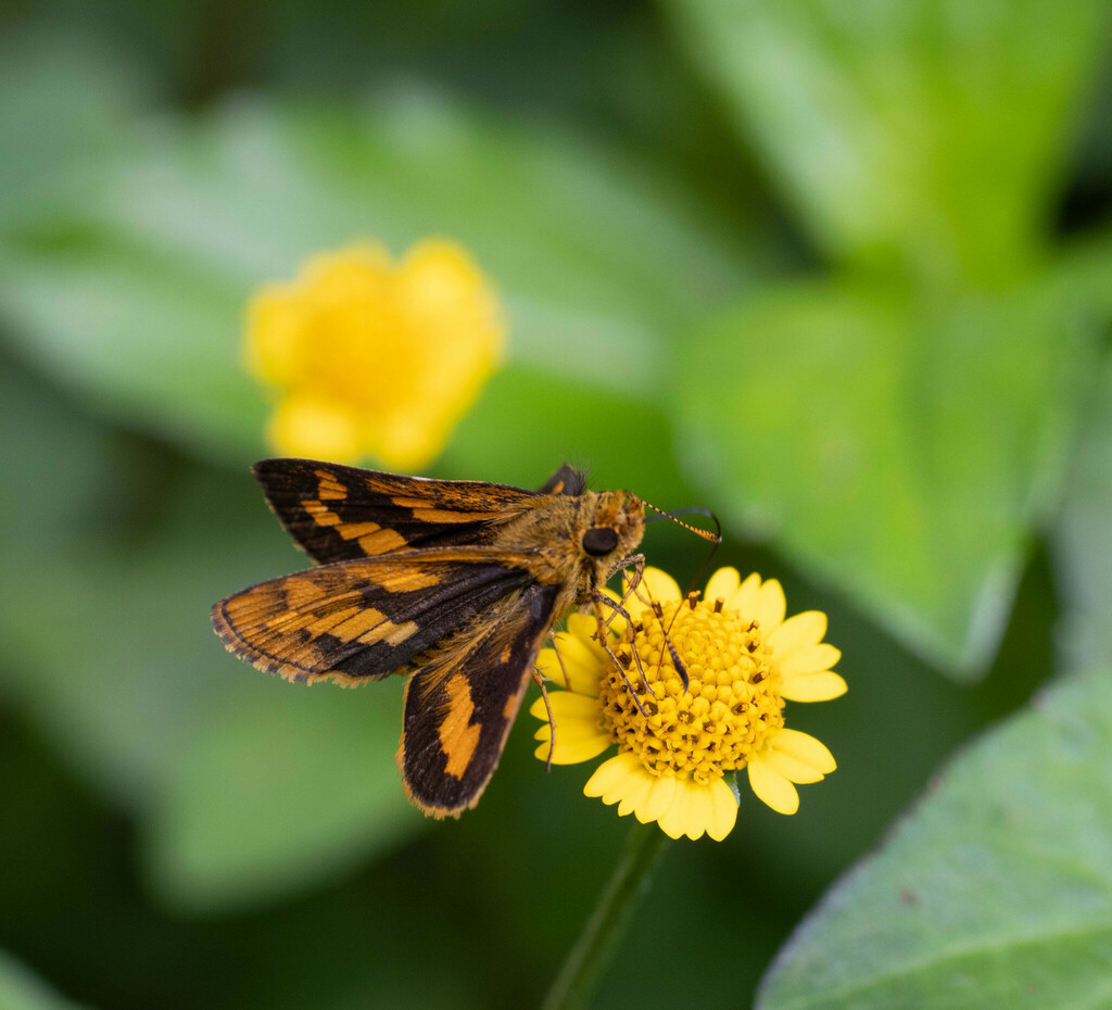 Potanthus fettingi