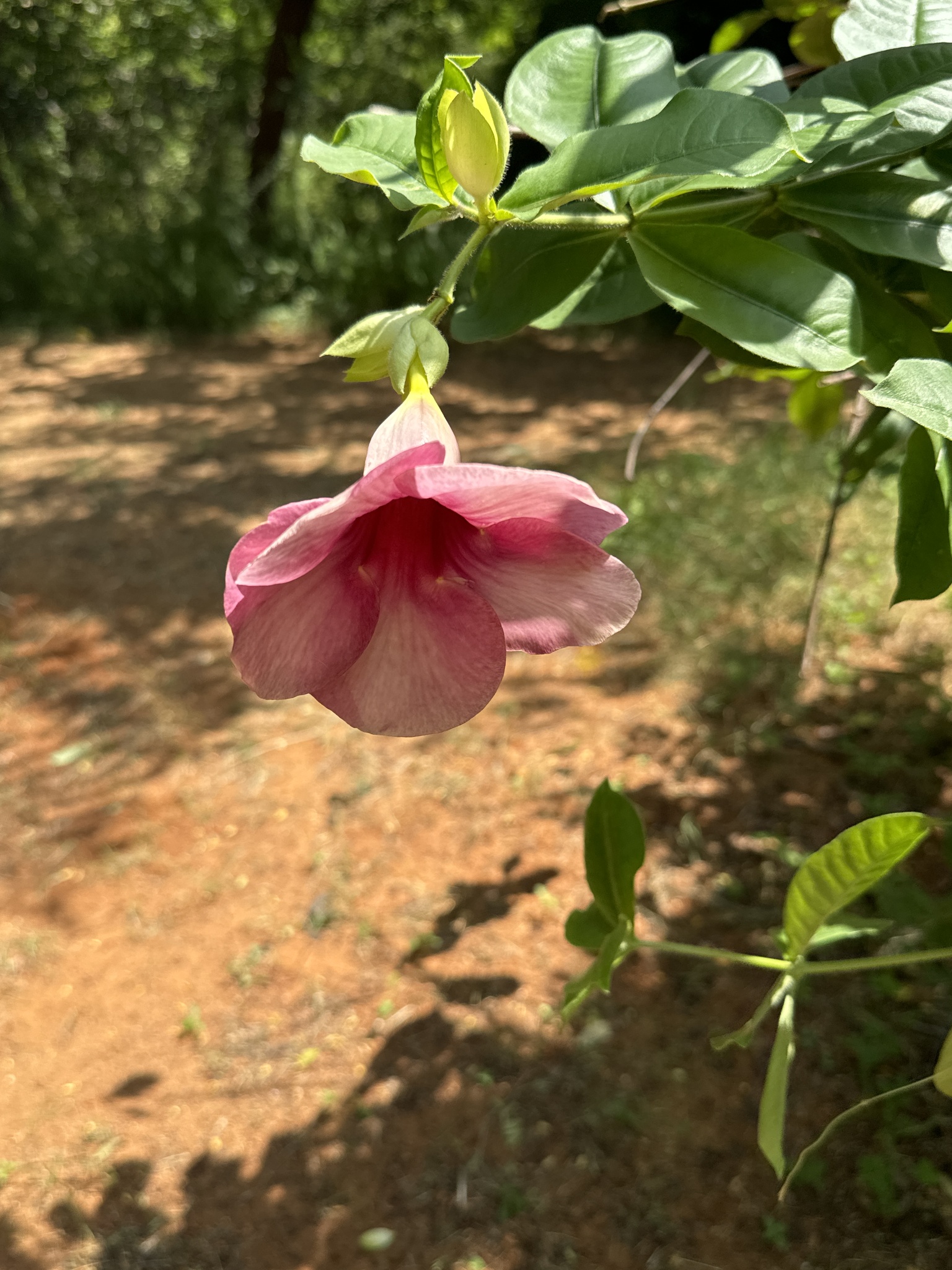 Imagem de Alamanda-roxa
