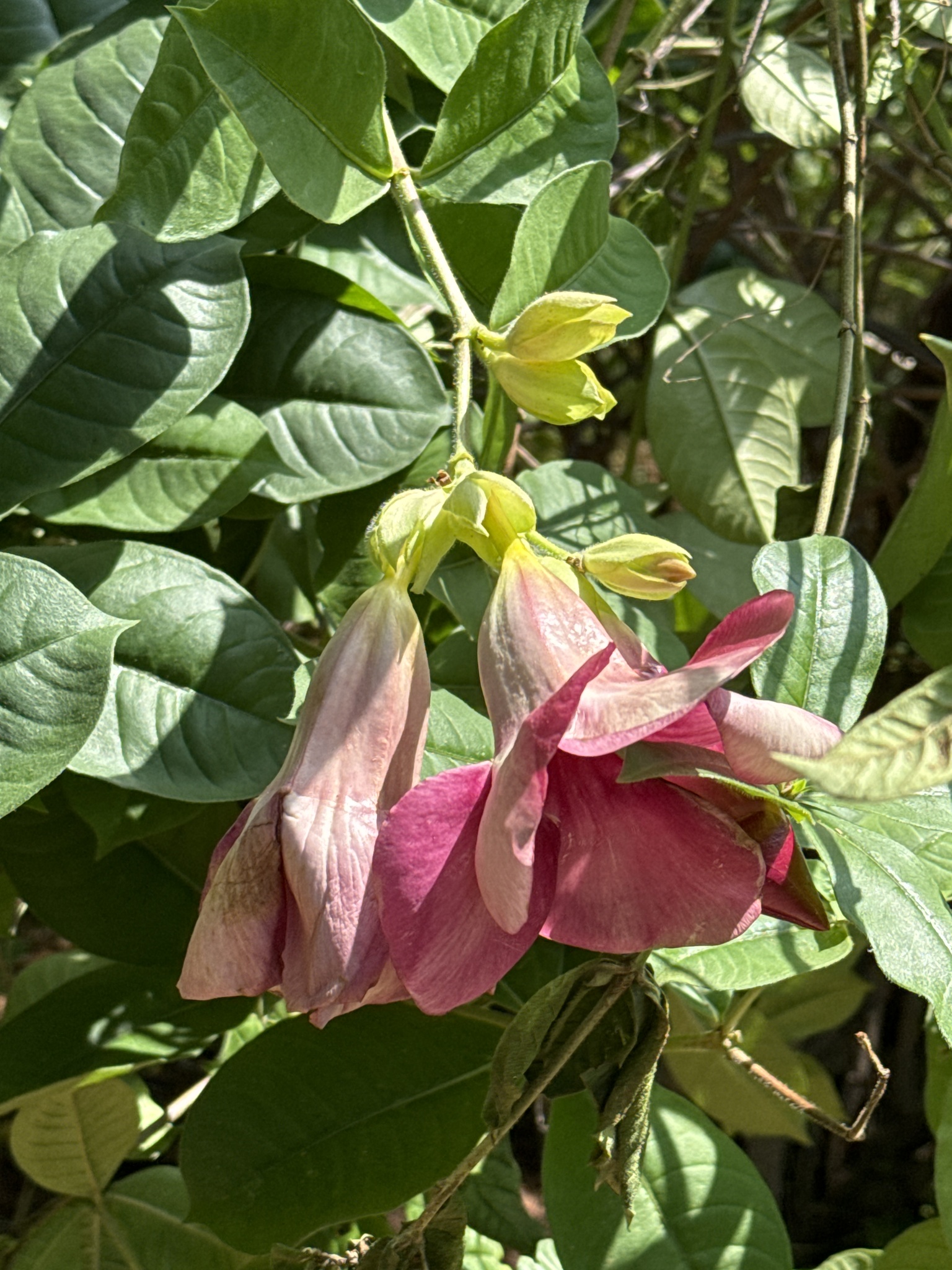 Imagem de Alamanda-roxa