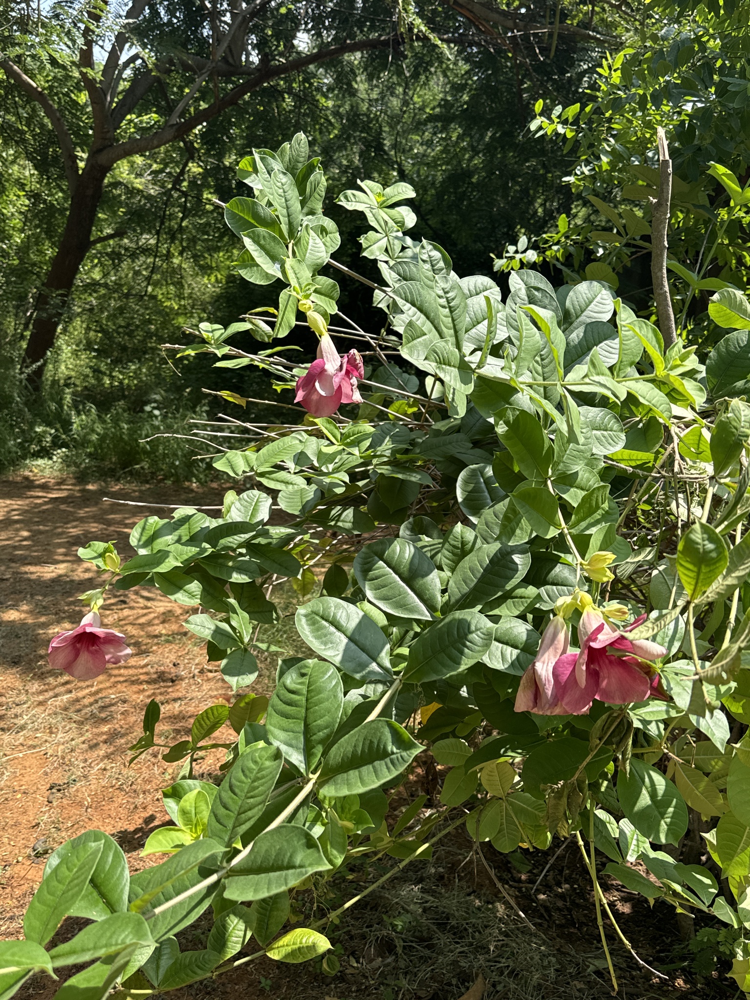 Imagem de Alamanda-roxa
