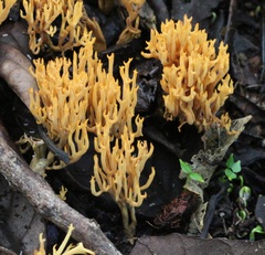 Ramaria ambigua
