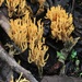 Ramaria ambigua - Photo (c) codfish, algunos derechos reservados (CC BY-NC), subido por codfish