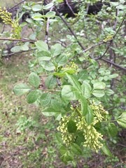 Fraxinus dipetala