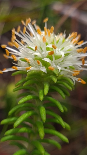 Campylostachys cernua (Campylostachys cernua)