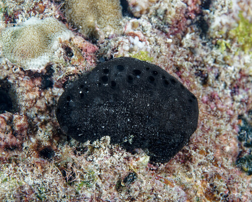 Spongia oceania observed 2024-01-27
