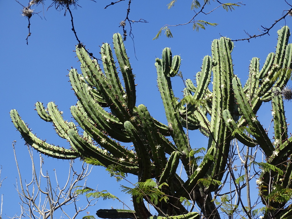 Myrtillocactus geometrizans, Santiago de Querétaro, Qro., México