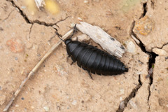 Ablattaria laevigata