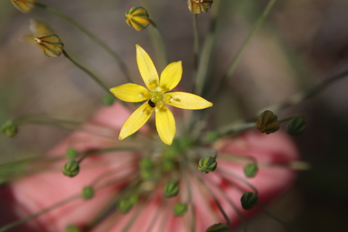 Image of Bloomeria clevelandii by (c) Millie Basden, some rights reserved (CC BY)