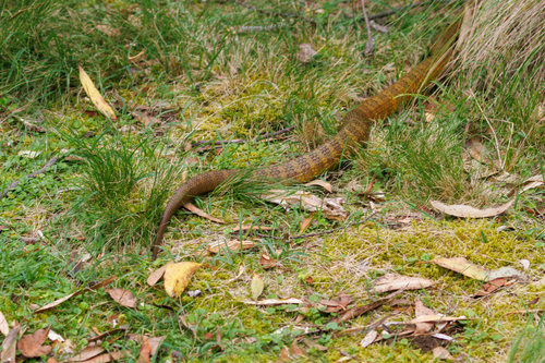 Tiger Snake sighting