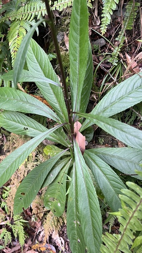 Blumea lanceolaria iNat (3)