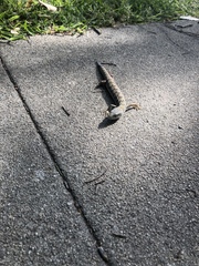 Elgaria multicarinata