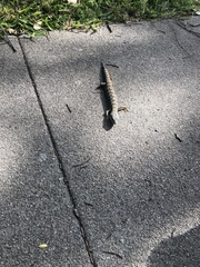 Elgaria multicarinata