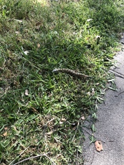 Elgaria multicarinata