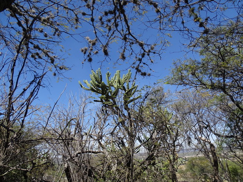 Myrtillocactus geometrizans