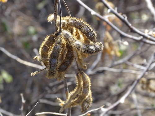 Image of Catclaw (Mimosa monancistra) by (c) Alexis López Hernández, some rights reserved (CC BY)