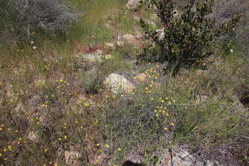 Image of Bloomeria clevelandii by (c) Millie Basden, some rights reserved (CC BY)
