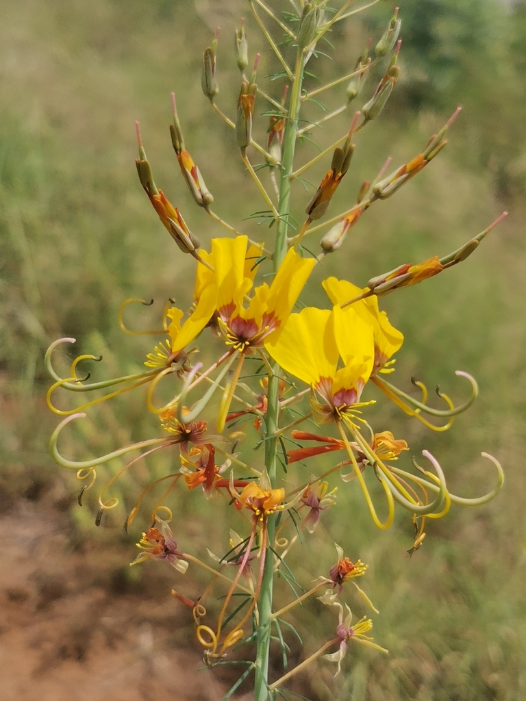 Cleome angustifolia (Cleome angustifolia)
