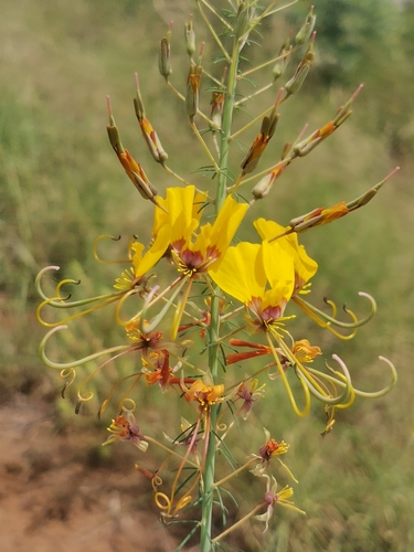 Cleome angustifolia (Cleome angustifolia)