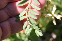 Astragalus pomonensis