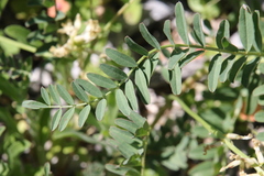 Astragalus pomonensis