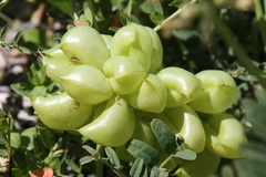 Astragalus pomonensis