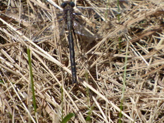 Phanogomphus lividus