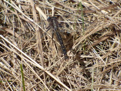 Phanogomphus lividus