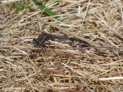 Phanogomphus lividus