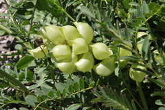 Astragalus pomonensis