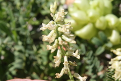Astragalus pomonensis