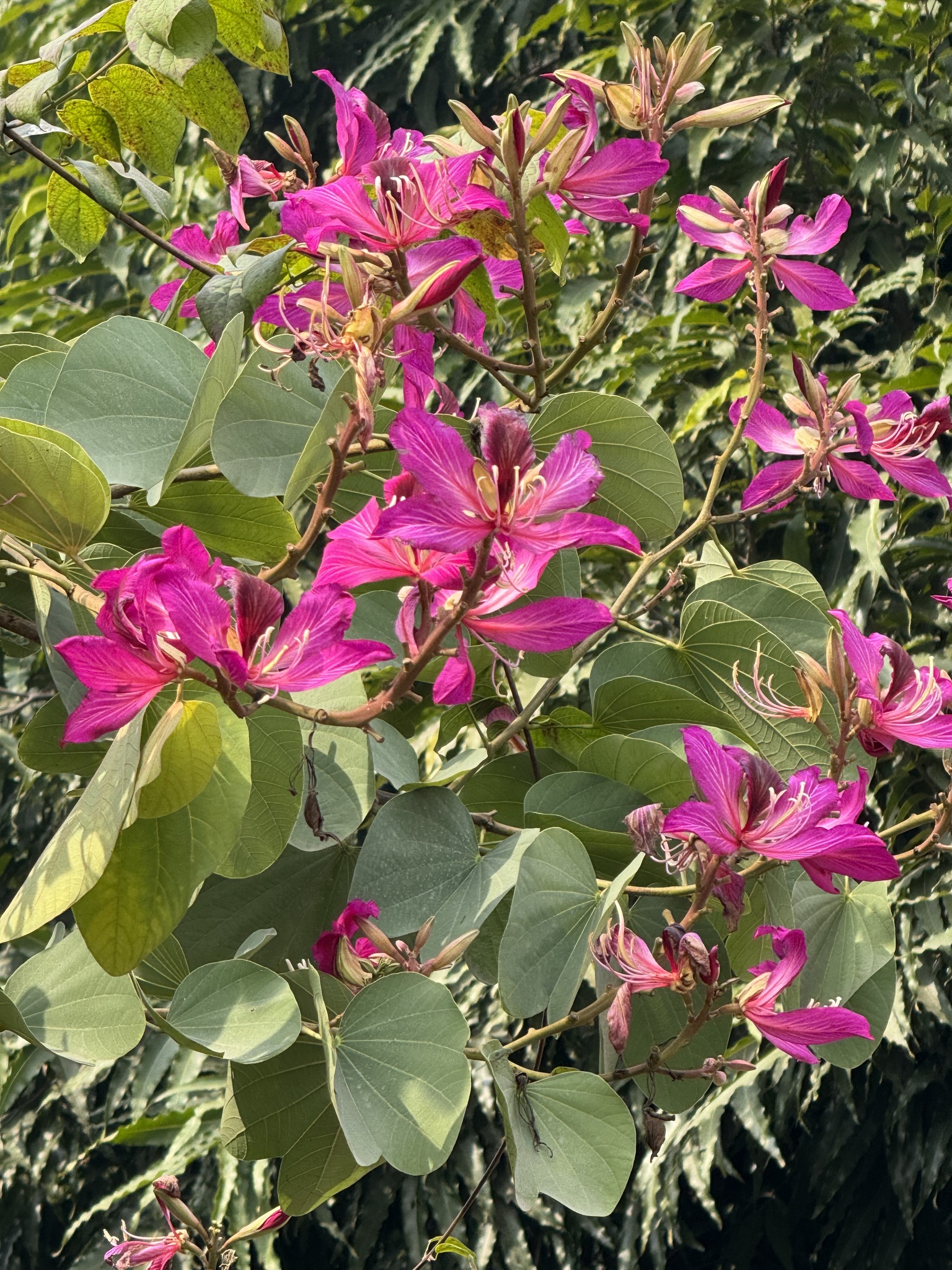 Imagem de Orquídea-de-hong-kong