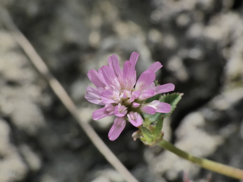 Trifolium resupinatum iNat (3)