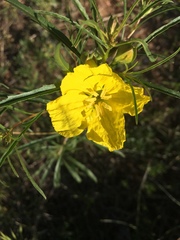 Calylophus