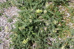 Astragalus pomonensis