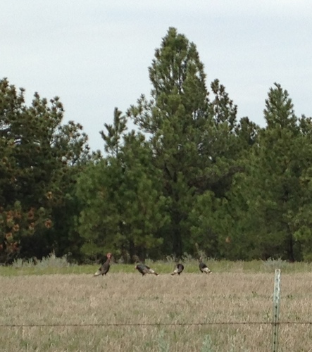 Wild Turkey photographed in Montana