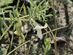 Vicia lutea