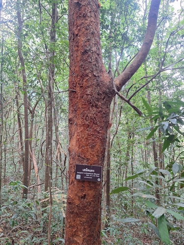 Syzygium antisepticum observed 2024-01-28