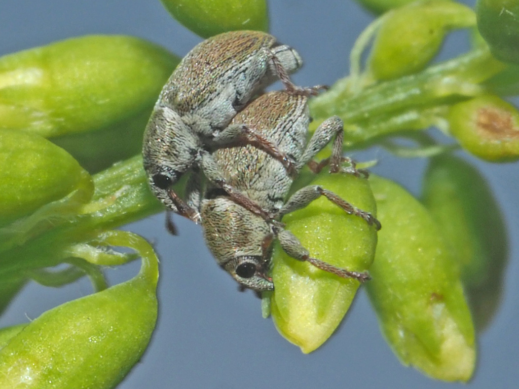 Tychius