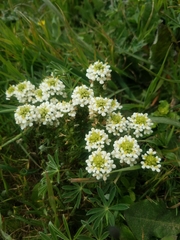 Triphysaria floribunda