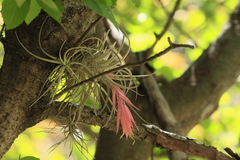 Tillandsia erubescens