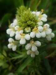 Triphysaria floribunda
