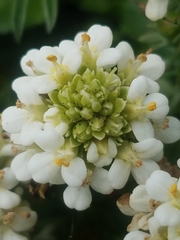 Triphysaria floribunda