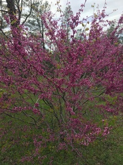 Cercis occidentalis