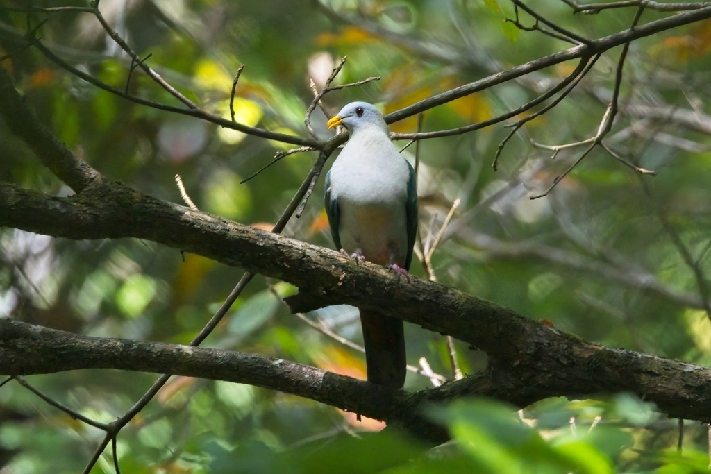 Maroon-chinned Fruit Dove
