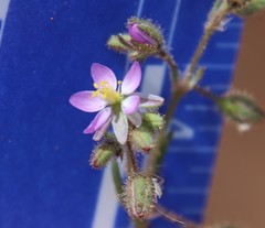 Spergularia bocconei